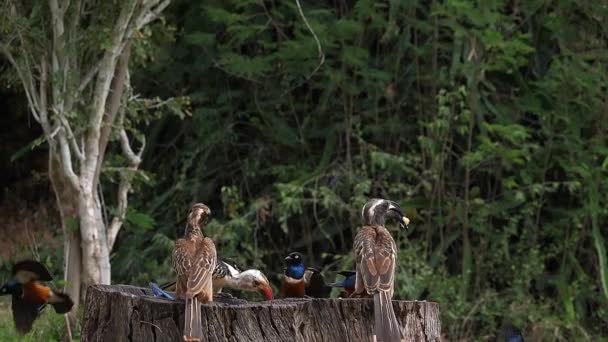 Madarak Etetőnél Kiváló Starling Vörös Számlás Hornbill Afrikai Szürke Hornbill — Stock videók