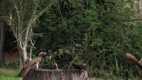 Burung Feeder Superb Starling Red Billed Hornbill African Grey Hornbill — Stok Video