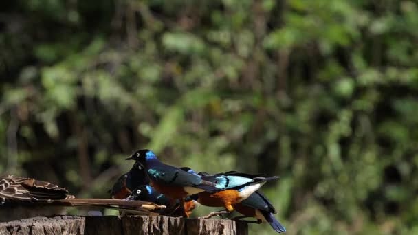 Fåglar Feeder Superb Starling African Grey Hornbill Grupp Flygning Tsavo — Stockvideo