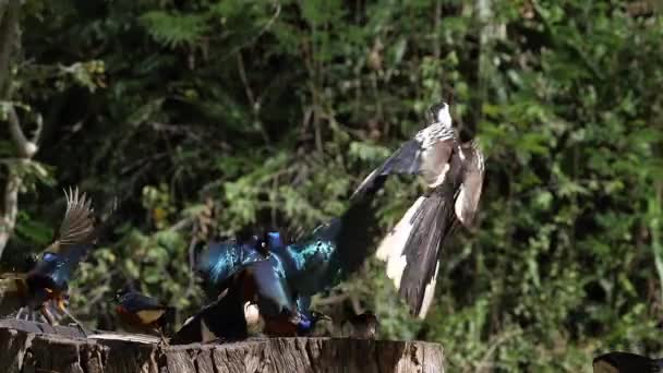 Vogels Feeder Schitterende Starling Roodsnavel Afrikaanse Grijze Neushoornvogel Groep Vlucht — Stockvideo