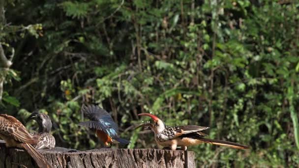 饲料员处的鸟类 超级星灵 红嘴鸟 非洲灰嘴鸟 飞行中的群体 肯尼亚的沙沃公园 慢动作 — 图库视频影像