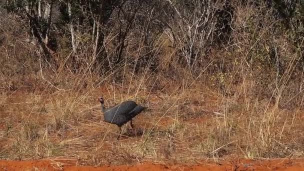 Behelmte Guineafeule Numida Meleagris Erwachsener Läuft Durch Savanne Tsavo Park — Stockvideo