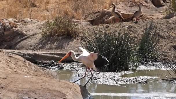 Gelbschnabelstorch Mycteria Ibis Ägyptische Gänse Alopochen Aegyptiacus Erwachsen Wasserloch Flug — Stockvideo