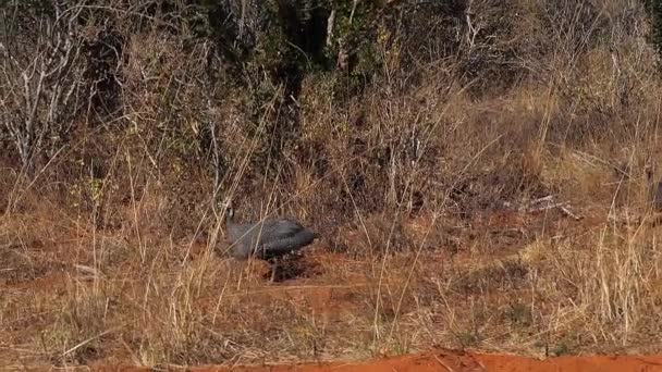 Kask Guineafowl Numida Meleagris Dorośli Biegający Przez Savannah Park Tsavo — Wideo stockowe