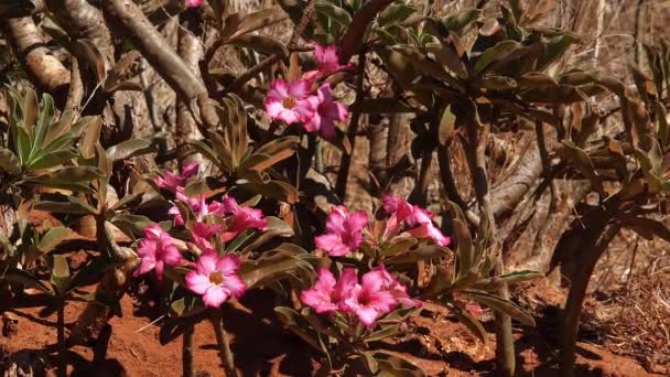 Desert Rose Adenium Obesum Tsavo Park Quênia Câmera Lenta — Vídeo de Stock