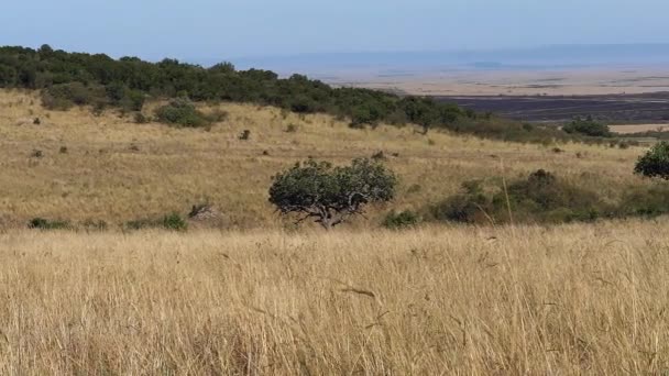 Savannah Τοπίο Στο Πάρκο Tsavo Κένυα Αργή Κίνηση — Αρχείο Βίντεο