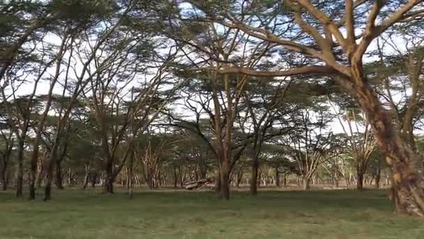 Savannah Paisagem Tsavo Park Quênia Acacia Árvores Câmera Lenta — Vídeo de Stock