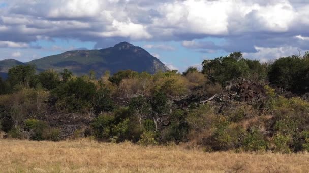 Savannah Τοπίο Στο Πάρκο Tsavo Κένυα Βουνό Και Δάσος Αργή — Αρχείο Βίντεο