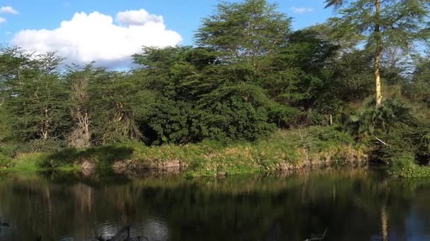 ケニアのTsavo West ParkのMzima温泉の湖 スローモーション — ストック動画