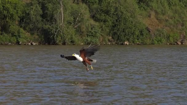 アフリカの魚のワシ ハリアエトゥスの声 飛行中の大人 爪の中の魚 バリンゴ湖での釣り ケニア スローモーション — ストック動画