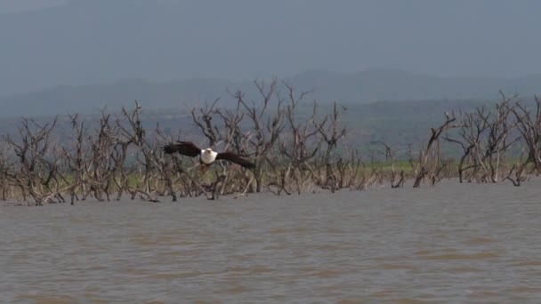 African Fish Eagle Haliaeetus Vocifer Adult Flight Fish Claws Fishing — Stock video