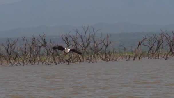 African Fish Eagle Haliaeetus Vocifer Adult Flight Fish Claws Fishing — стокове відео