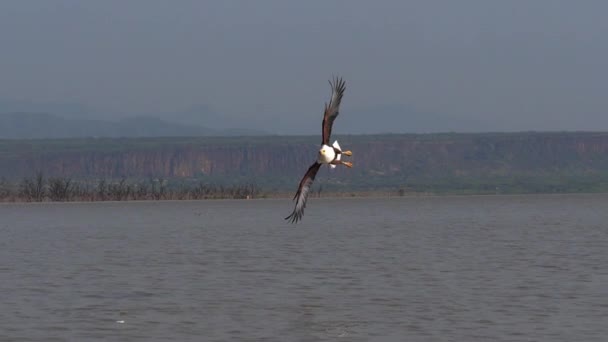 Águila Pescadora Africana Haliaeetus Vocifer Adulto Vuelo Pescado Garras Pesca — Vídeos de Stock