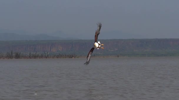 Águila Pescadora Africana Haliaeetus Vocifer Adulto Vuelo Pescado Garras Pesca — Vídeo de stock