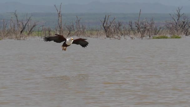 Afrikansk Fish Eagle Haliaeetus Vocifer Vuxen Flygning Fisk Claws Fiske — Stockvideo