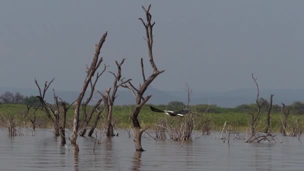 African Fish Eagle Haliaeetus Vocifer Adult Flight Fish Claws Fishing — стокове відео