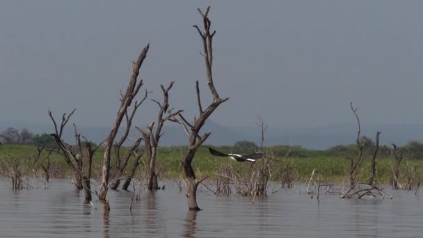 Afrikansk Fish Eagle Haliaeetus Vocifer Vuxen Flygning Fisk Claws Fiske — Stockvideo