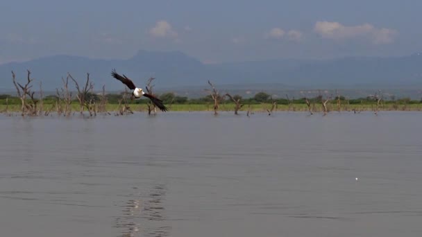 アフリカの魚のワシ ハリアエトゥスの声 飛行中の大人 爪の中の魚 バリンゴ湖での釣り ケニア スローモーション — ストック動画