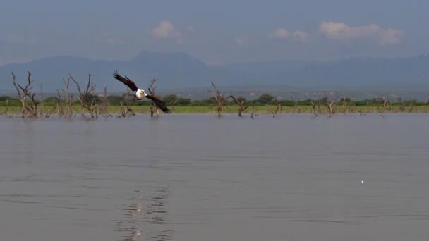 Águila Pescadora Africana Haliaeetus Vocifer Adulto Vuelo Pescado Garras Pesca — Vídeos de Stock