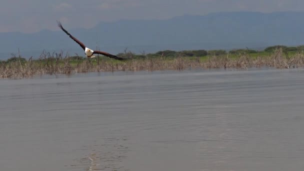 Afrika Balık Kartalı Haliaeetus Vocifer Uçan Yetişkin Pençeli Balık Baringo — Stok video