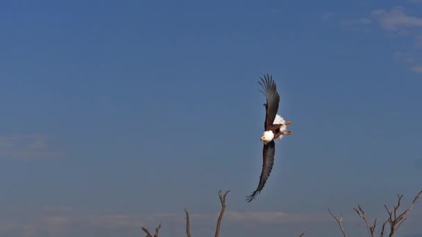 Águila Pescadora Africana Haliaeetus Vocifer Adulto Vuelo Pescado Garras Pesca — Vídeos de Stock