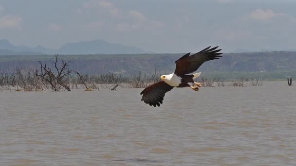 African Fish Eagle Haliaeetus Vocifer Adult Flight Fish Claws Fishing — стоковое видео