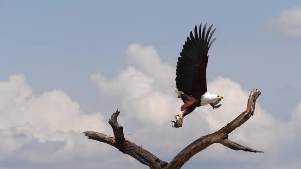 Afrikansk Fish Eagle Haliaeetus Vocifer Vuxen Flygning Fisk Claws Fiske — Stockvideo