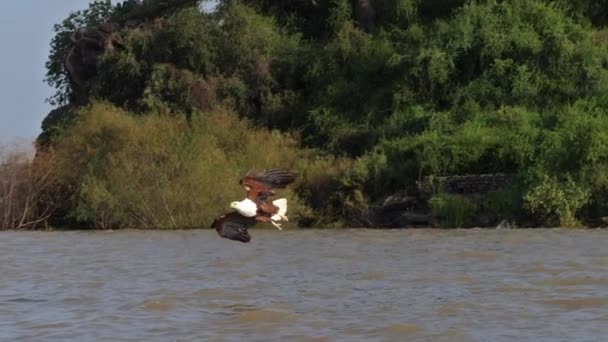 African Fish Eagle Haliaeetus Vocifer Adult Flight Fish Claws Fishing — Stock video