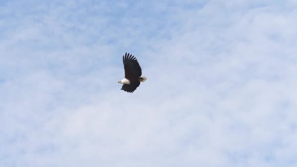 African Fish-Eagle, haliaeetus vocifer, Adult in flight, Flapping Wings, Cloudy sky, Baringo Lake in Kenya, slow motion