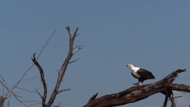 Afrikansk Fish Eagle Haliaeetus Vocifer Vuxen Flykt Lyfter Från Träd — Stockvideo