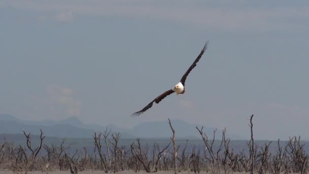 African Fish Eagle Haliaeetus Vocifer Adult Flight Fish Claws Fishing — стокове відео