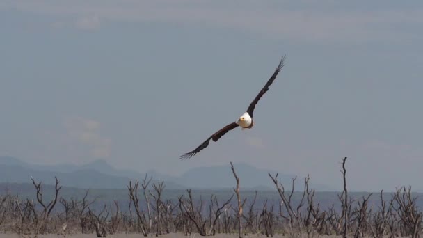 African Fish Eagle Haliaeetus Vocifer Adult Flight Fish Claws Fishing — Stock Video