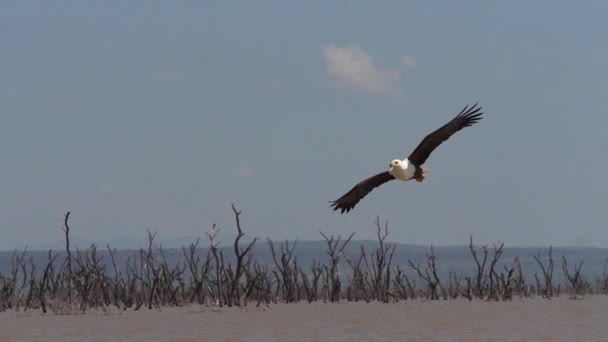 Afrikansk Fish Eagle Haliaeetus Vocifer Vuxen Flygning Fisk Claws Fiske — Stockvideo