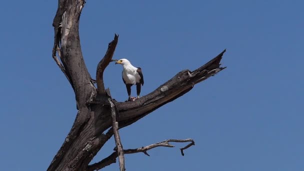 African Fish Eagle Haliaeetus Vocifer Adulte Mangeant Poisson Pêche Lac — Video