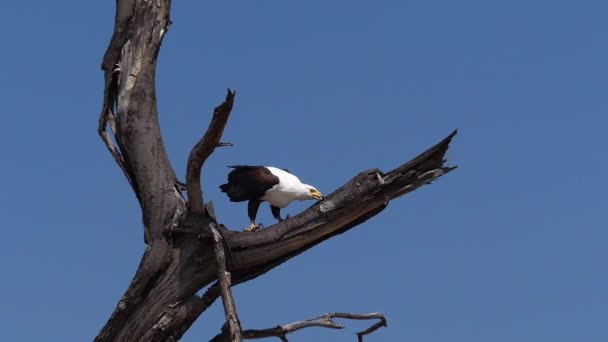 African Fish Eagle Haliaeetus Vocifer Adult Eating Fish Fishing Baringo — Stock video