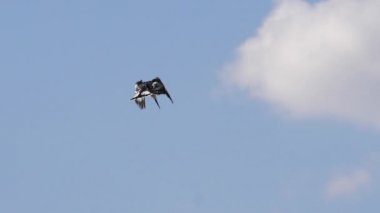 Pied Kingfisher, Ceryle Rudis, Yetişkin Uçuşu, Baringo Gölü Kenya, Yavaş Hareket