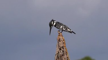 Pied Kingfisher, Ceryle Rudis, Dead Tree, Baringo Kenya Gölü, Slow Motion