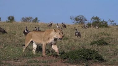 Afrika Aslanı, Panthera Aslanı, Akbabalı Kadın, Kara sırtlı Çakal, Kenya 'daki Masai Mara Parkı, Ağır çekim