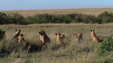 Afrika Aslanı, Panthera Leo, Savannah Grubu, Kenya Masai Mara Parkı, ağır çekim.