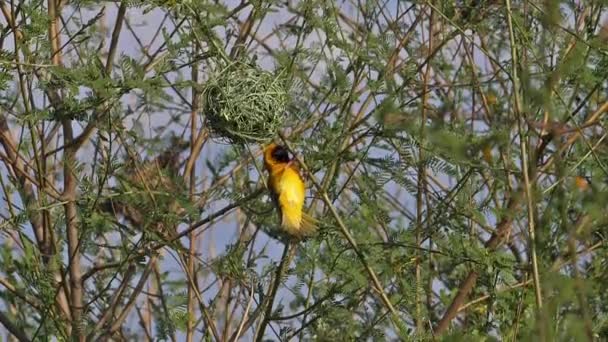 Northern Masked Weaver Ploceus Taeniopterus Male Standing Nest Flight Flapping — Stock Video