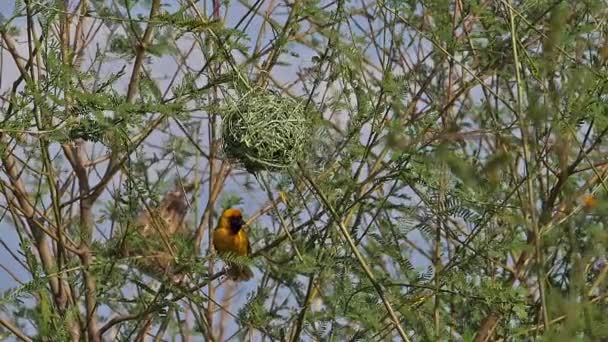 Northern Masked Weaver Ploceus Taeniopterus Male Standing Nest Flight Flapping — стокове відео