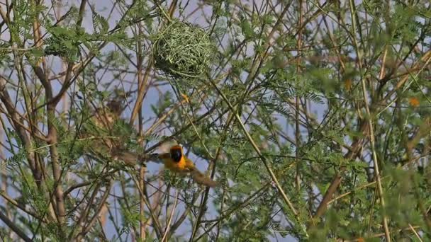 北蒙面织女 长尾琵琶鱼 雄蜂在巢上站立 飞行中 肯尼亚的巴林戈湖 慢动作 — 图库视频影像