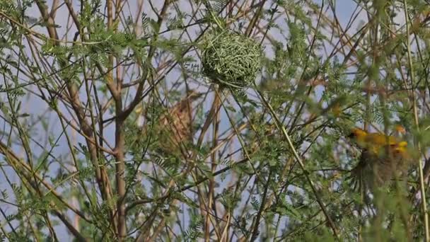 Nordmaskenweber Ploceus Taeniopterus Männchen Auf Nest Stehend Flug Flügelschlag Baringosee — Stockvideo