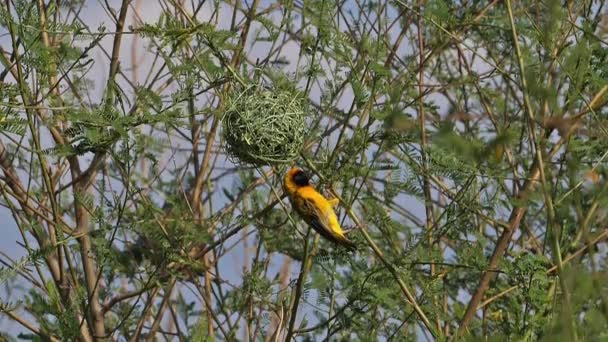 Tejedor Enmascarado Del Norte Ploceus Taeniopterus Macho Parado Nido Vuelo — Vídeos de Stock