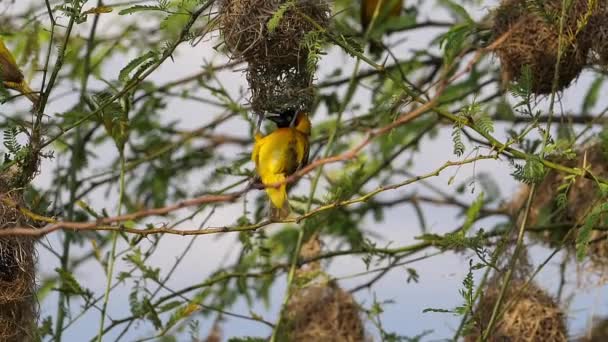 Tejedor Enmascarado Menor Ploceus Intermedius Macho Parado Nido Vuelo Alas — Vídeos de Stock