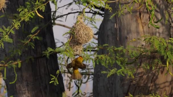 Tessitore Mascherato Minore Ploceus Intermedius Maschio Piedi Sul Nido Volo — Video Stock