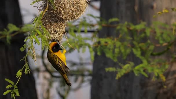 Kisebb Maszkos Weaver Ploceus Intermedius Fészken Álló Férfi Repülés Közben — Stock videók