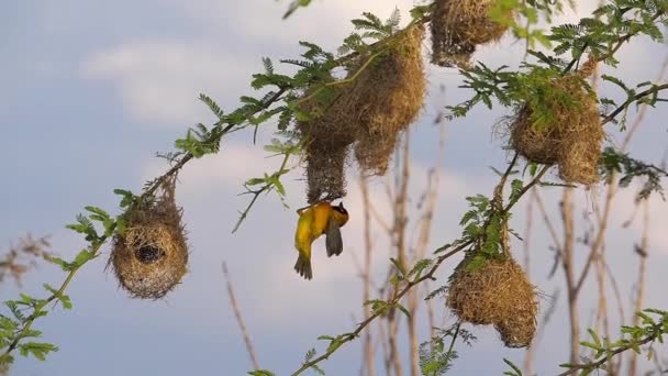 Kisebb Maszkos Weaver Ploceus Intermedius Fészken Álló Férfi Repülés Közben — Stock videók