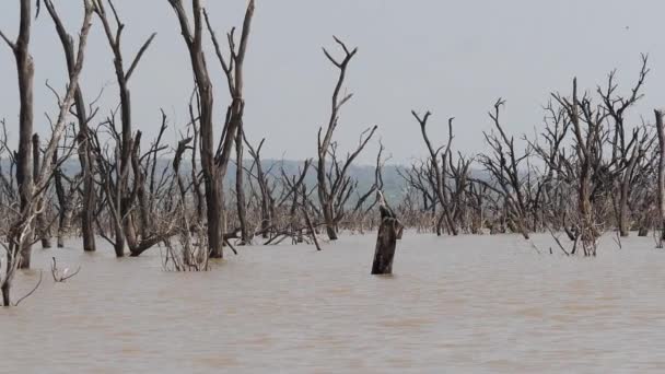 枯れ木と水の上昇を示すバリンゴ湖の風景 ケニア スローモーション — ストック動画