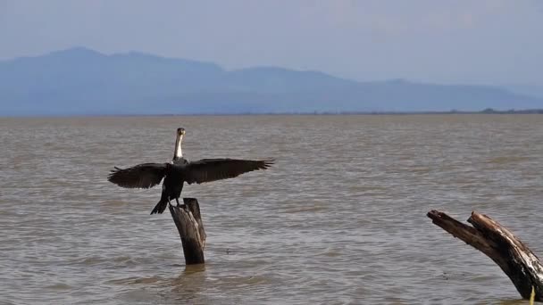 White Breated Cormorant Phalacrocorax Carbo Lucidus Adult Take Flight Baringo — стокове відео